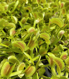 Dense patch of green Dionaea muscipula Venus flytraps with red-tinged trap interiors
