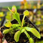 Potted Dionaea muscipula 'Typical' Venus flytrap with toothed green traps and pink interiors