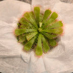 Drosera aliciae sundew rosette as shipped, seen from above on paper towel