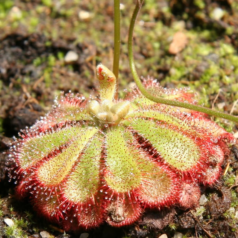 Drosera aliciae sundew, a low rosette of dewy leaves with red edges