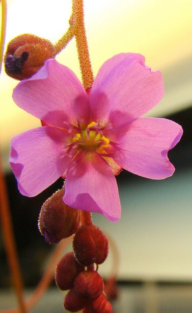 Pink flower of a Drosera aliciae sundew with buds on the stalk