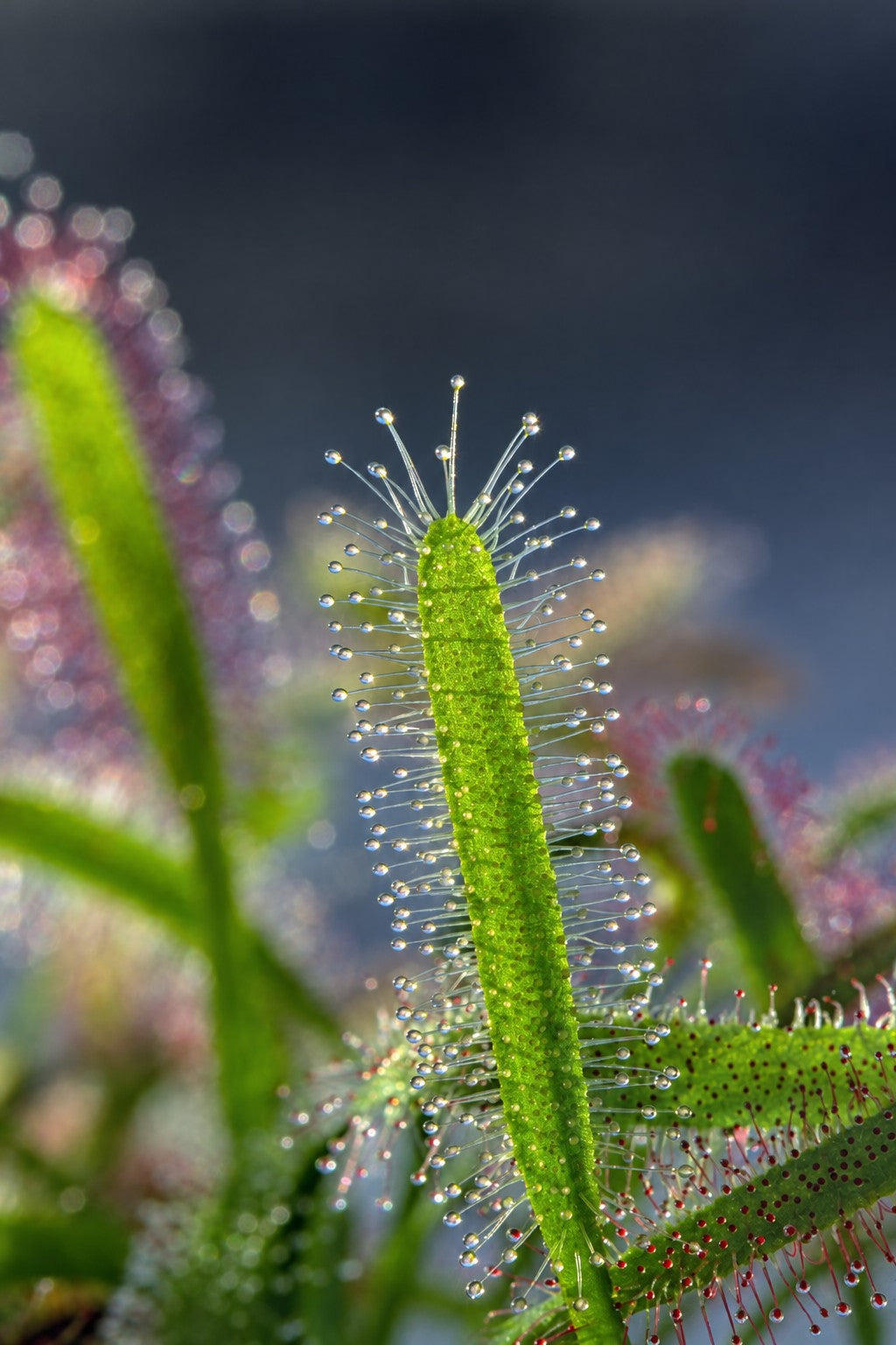 Drosera capensis 'Alba' sundew leaf with white tentacles and glistening dew