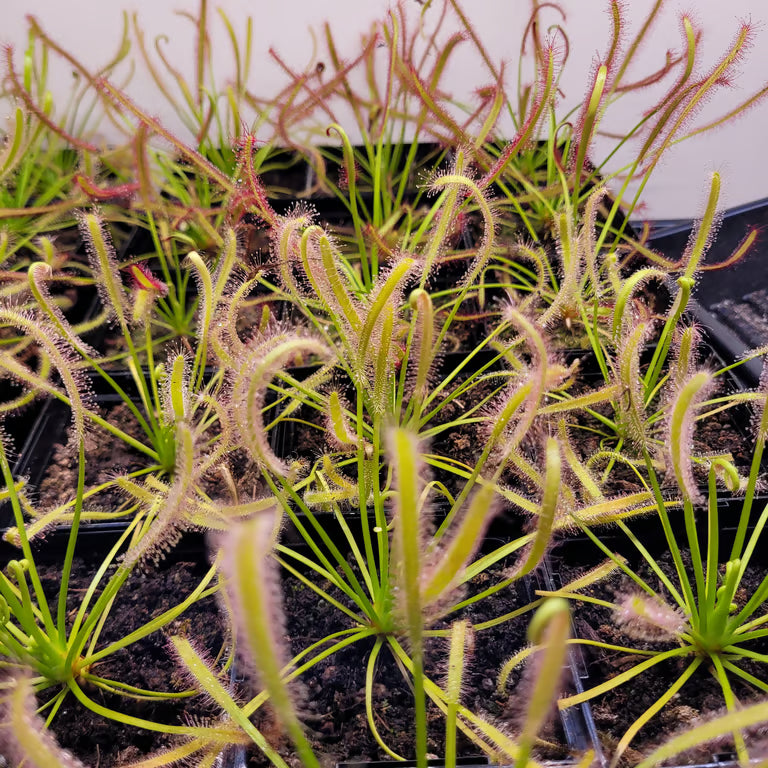 Tray of Drosera capensis 'Alba' sundews with pale green leaves blushing soft pink