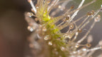 Macro view of the white tentacles and dew of a Drosera capensis 'Alba' sundew