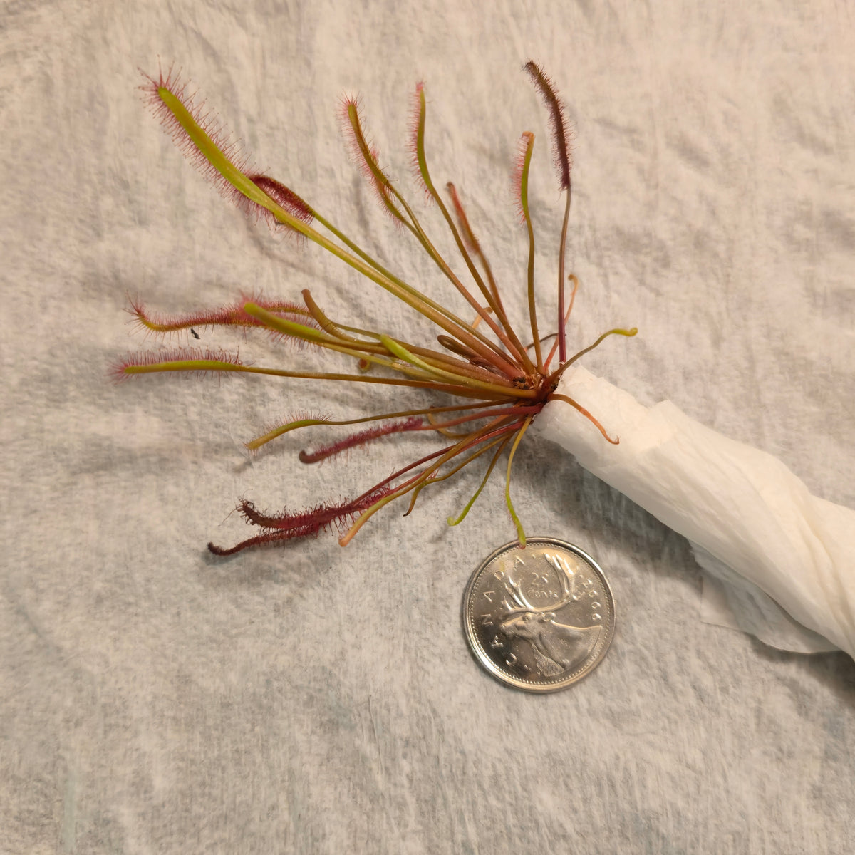 Bare-root Drosera capensis 'Dark Maroon' sundew as shipped, wrapped in paper towel beside a quarter for size