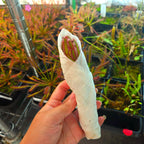Bare-root Drosera capensis 'Dark Maroon' sundew wrapped in damp paper towel, held in front of greenhouse plants
