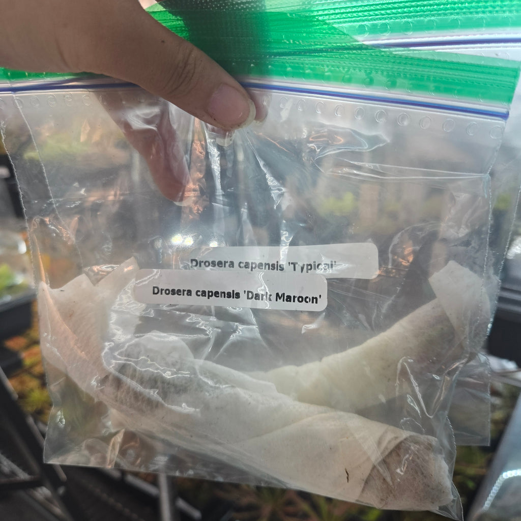 Bare-root sundews wrapped in paper towel inside a labelled bag, ready to ship