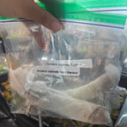 Bare-root sundews wrapped in paper towel inside a labelled bag, ready to ship