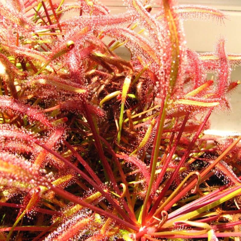 Close-up of Drosera capensis ‘Dark Maroon’ (Cape Sundew) showing deep red leaves covered in glistening dew.