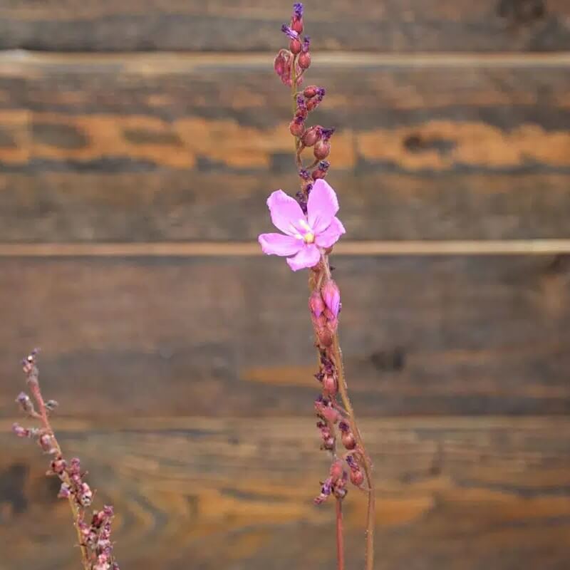Pink flower on the tall flower stalk of a Drosera capensis 'Dark Maroon' sundew