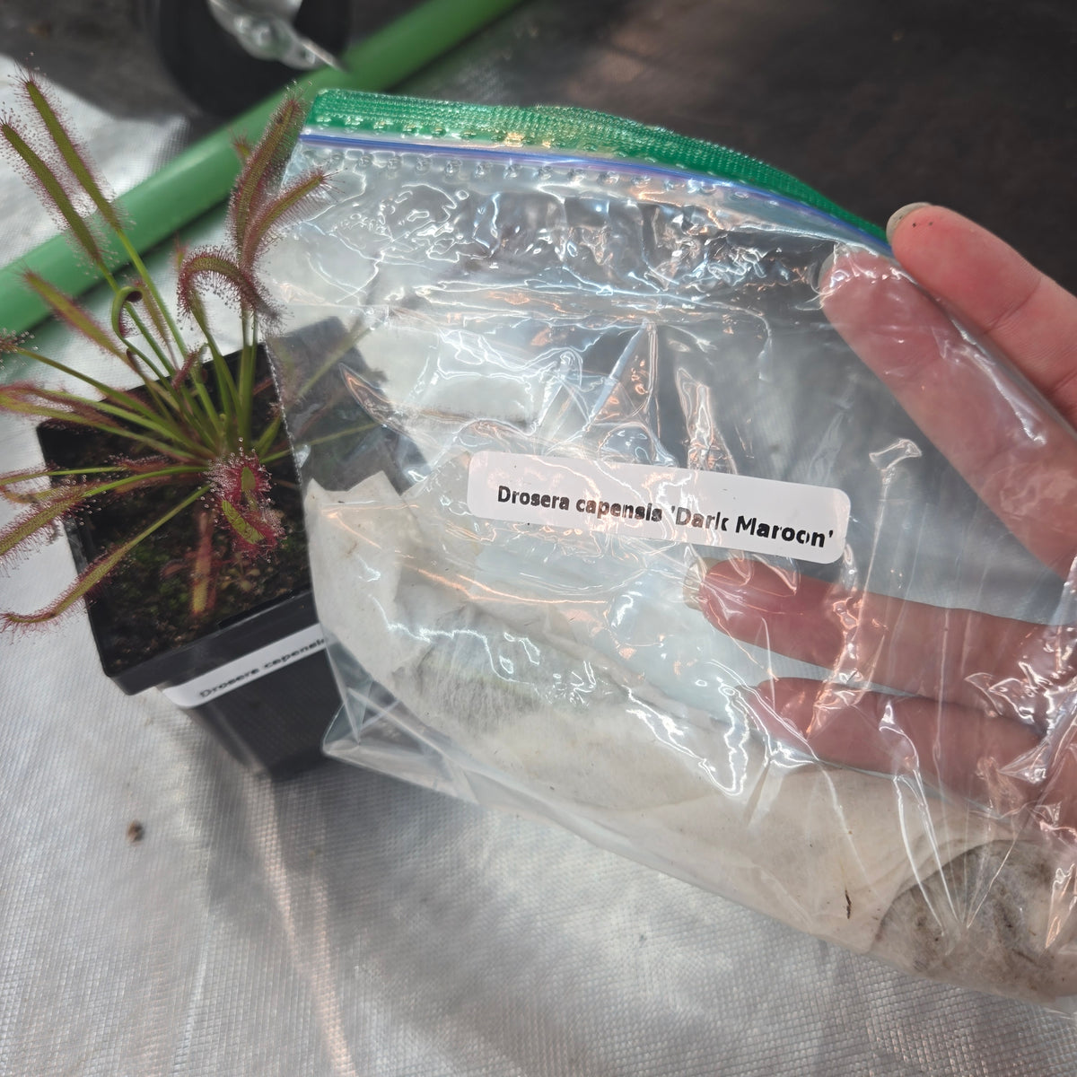 Potted Drosera capensis 'Dark Maroon' sundew beside a labelled bag packed for shipping