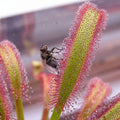 Fly caught on the sticky leaf of a Drosera capensis sundew