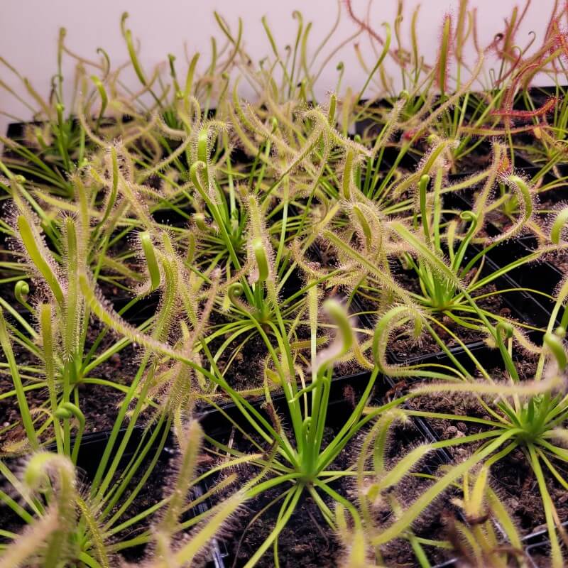 Tray of young Drosera capensis sundew plants in pots