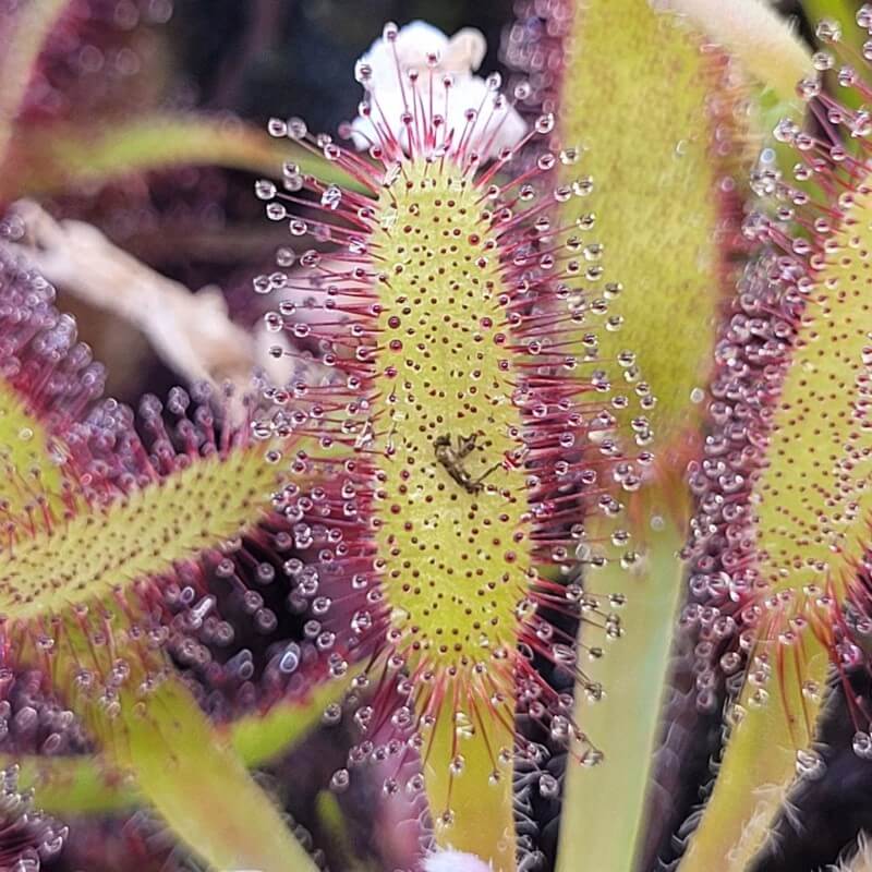 Close-up of a Drosera capensis sundew leaf with red tentacles holding a small gnat