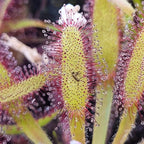 Close-up of a Drosera capensis sundew leaf with red tentacles holding a small gnat