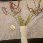 Bare-root Drosera dichotoma 'Giant Form' sundew wrapped in paper towel, beside a quarter for scale