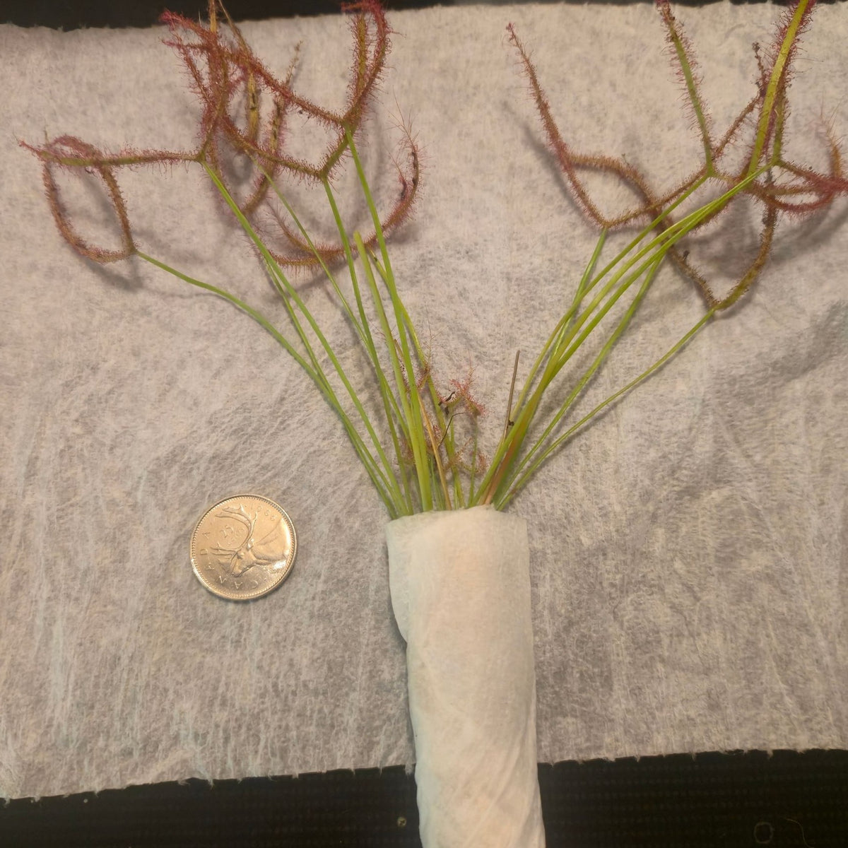 Bare-root Drosera dichotoma 'Giant Form' sundew wrapped in paper towel, beside a quarter for scale