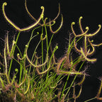 Clump of Drosera dichotoma 'Giant Form' sundew with long forked leaves on a black background
