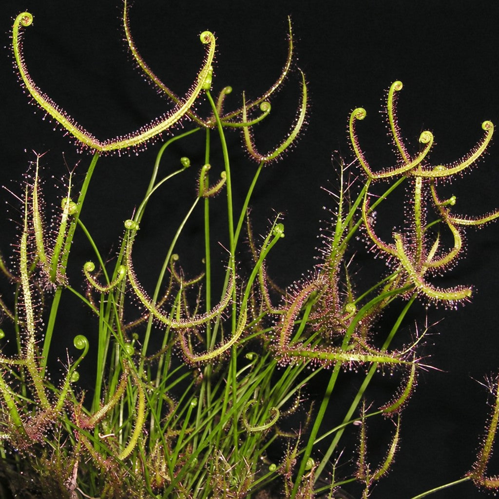 Clump of Drosera dichotoma 'Giant Form' sundew with long forked leaves on a black background