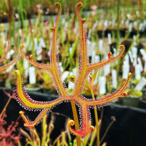 Forked, dew-covered leaf of a Drosera dichotoma 'Giant Form' sundew in a nursery