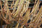Mass of sticky, forked Drosera dichotoma 'Giant Form' sundew leaves