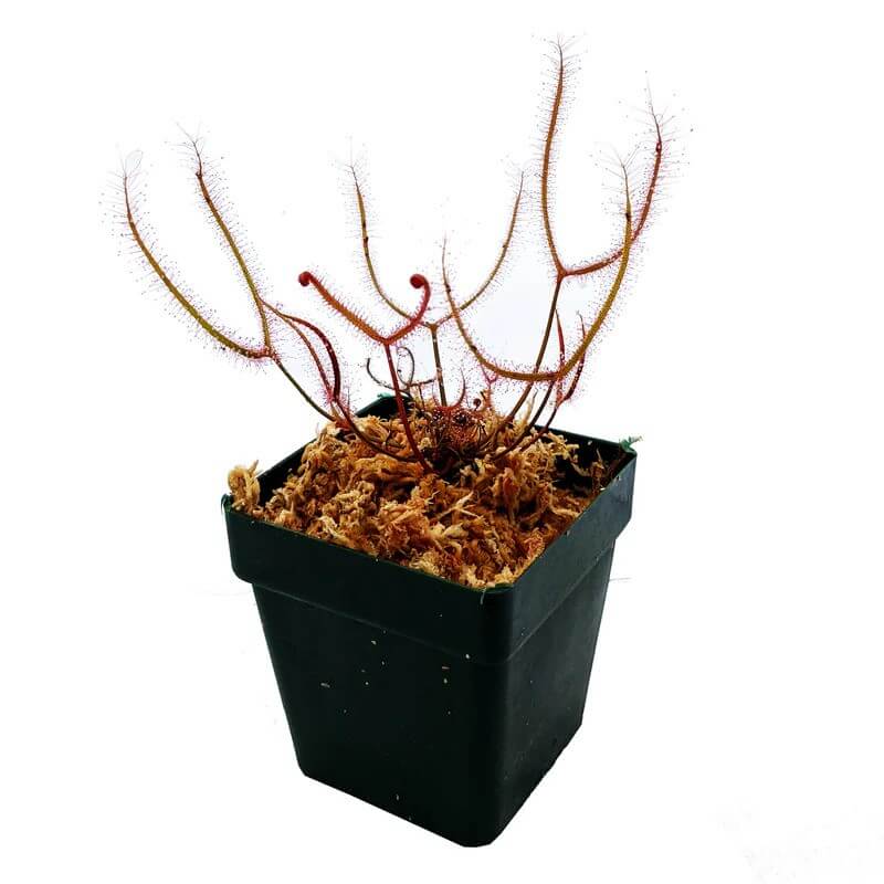 Drosera dichotoma ‘Giant Form’