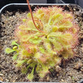 Drosera spathulata sundew, a flat rosette of spoon-shaped leaves covered in dew