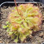 Drosera spathulata sundew, a flat rosette of spoon-shaped leaves covered in dew