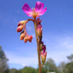 Pink flower and buds on the tall stalk of a Drosera spathulata sundew against a blue sky