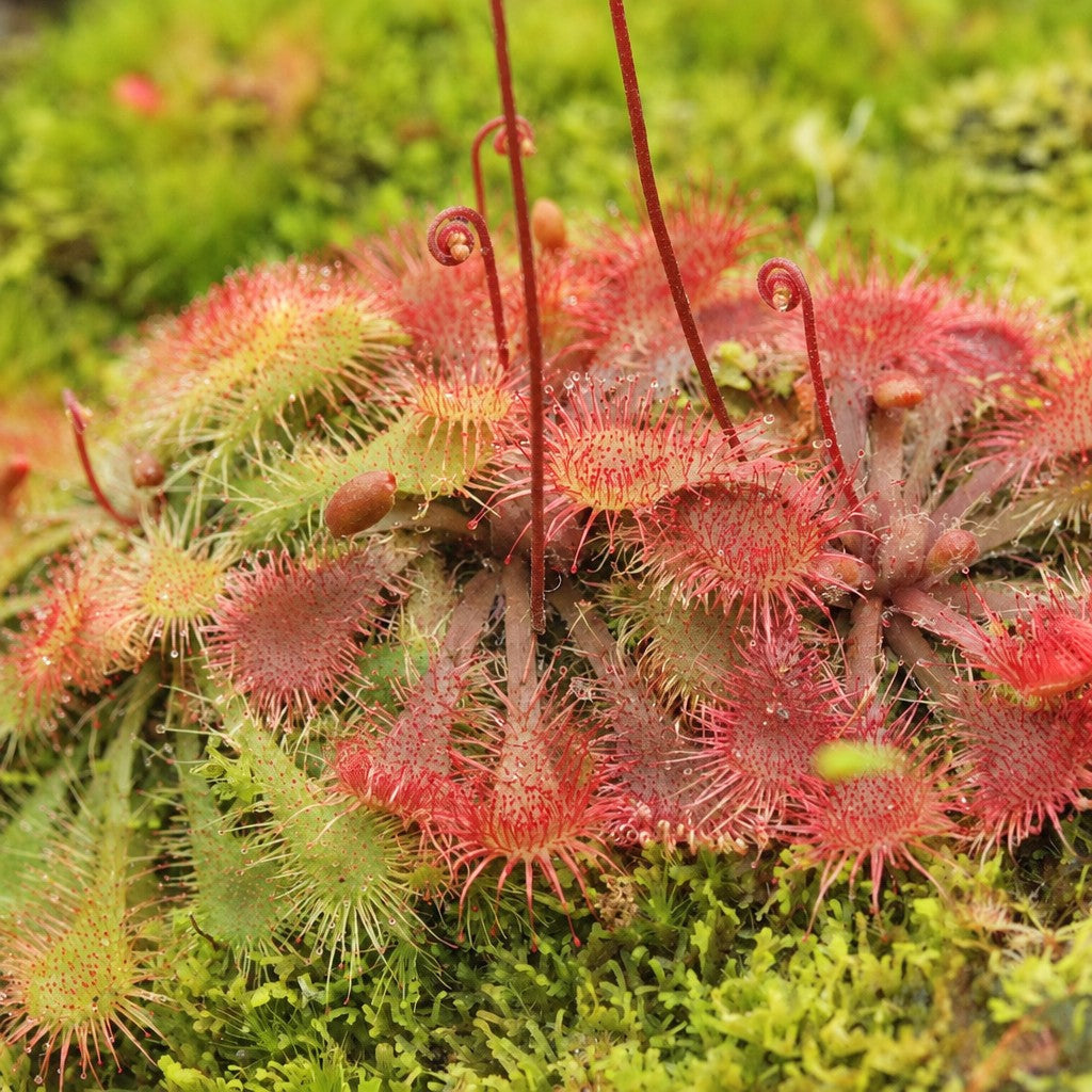 Scarlet red Drosera spathulata sundew rosettes growing on green moss