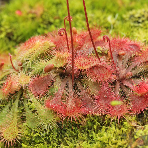 Scarlet red Drosera spathulata sundew rosettes growing on green moss
