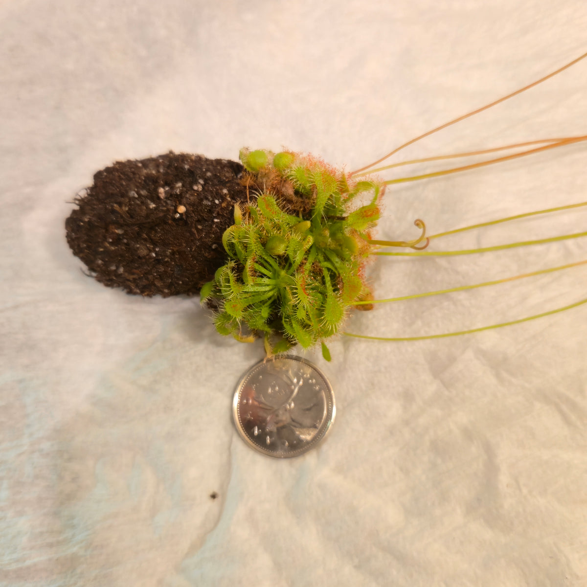 Bare-root Drosera spatulata sundew clump as shipped, beside a quarter for size
