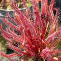 Drosera capensis 'Dark Maroon' sundew with deep red leaves covered in sticky dew