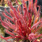 Drosera capensis 'Dark Maroon' sundew with deep red leaves covered in sticky dew