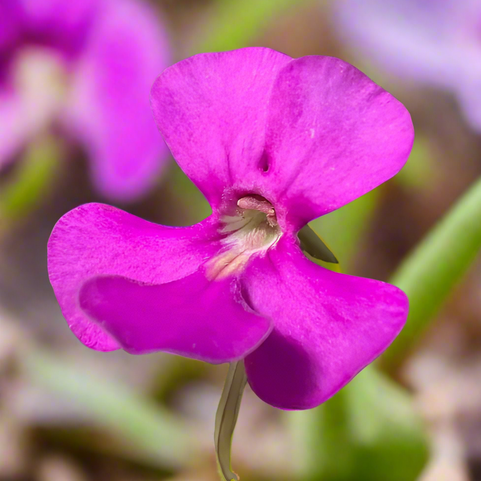 Pinguicula ehlersiae 'Ixmiquilpan'
