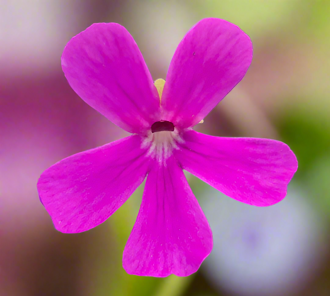 Pinguicula ehlersiae x mesophytica (clone #002)