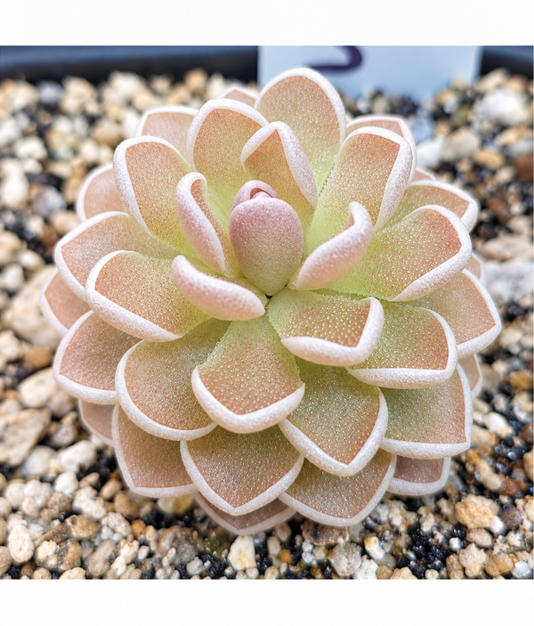 Butterworts (Pinguicula)