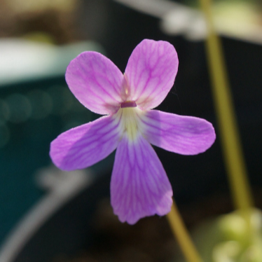 Pinguicula emarginata x 'Weser'