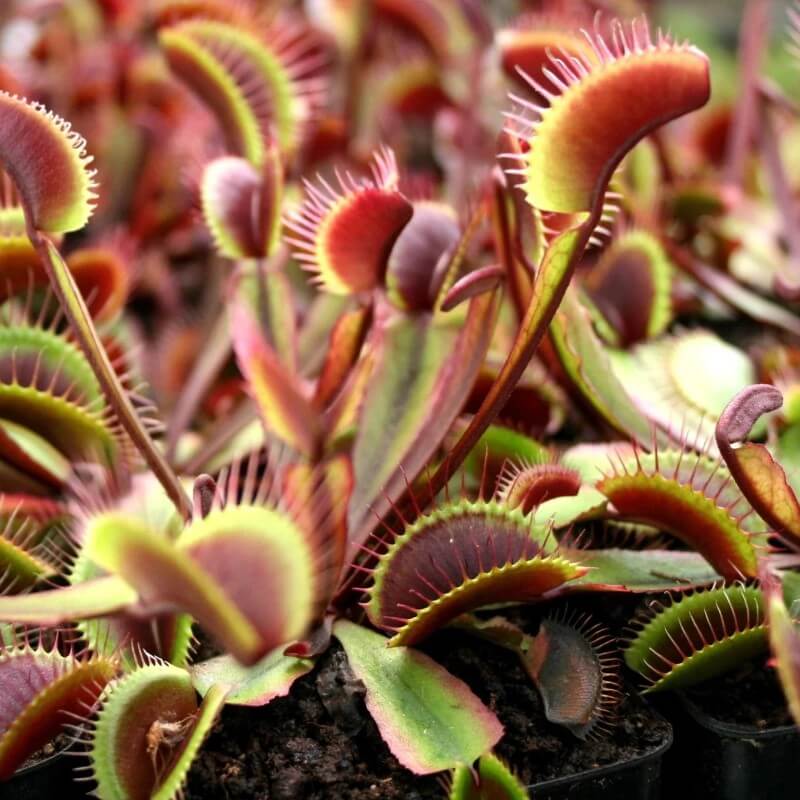 Dionaea muscipula 'Red Dragon'
