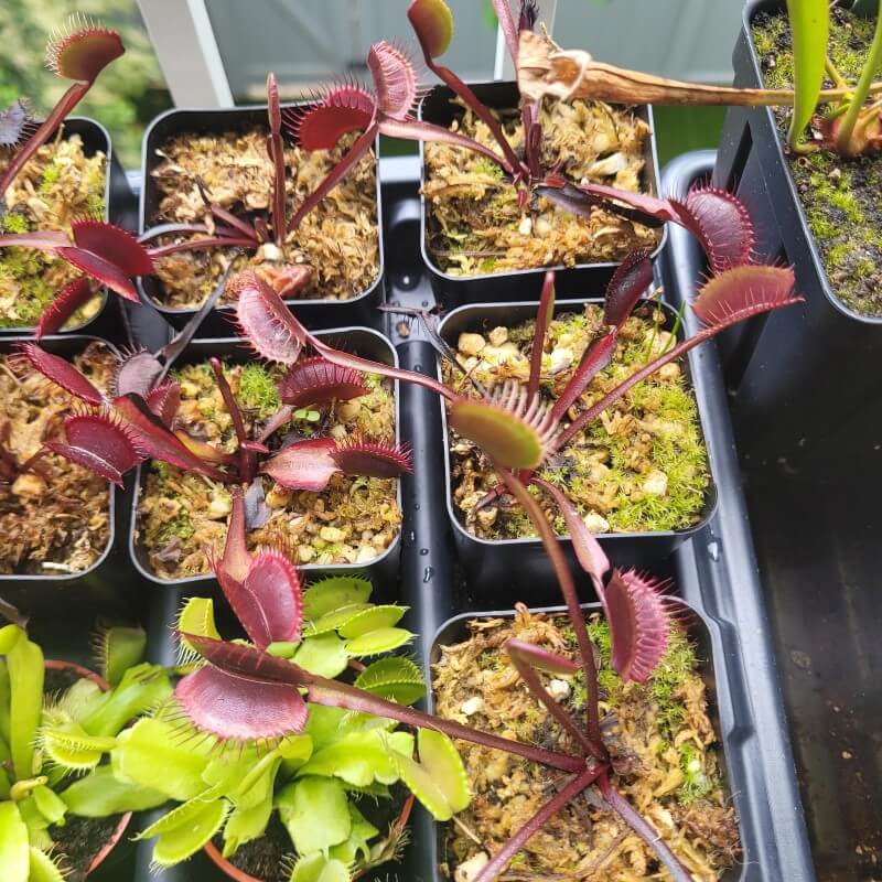 Dionaea muscipula 'Red Dragon'