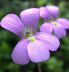 Lilac-purple flowers of a Pinguicula 'Florian' butterwort