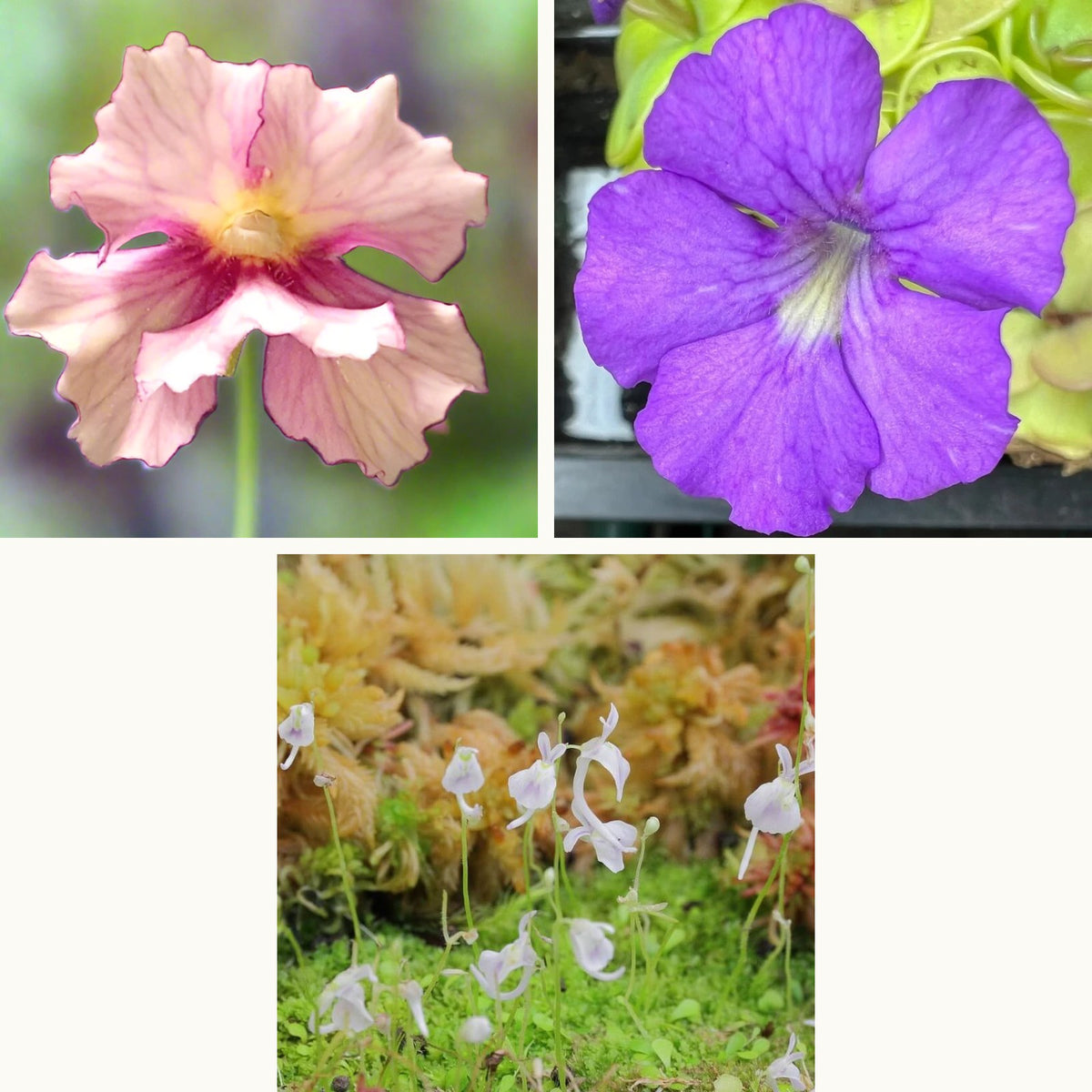 Flower trio: a ruffled, raspberry-centred Pinguicula 'Razzberry Blonde' flower, a large ruffled purple Pinguicula 'Hanka' flower and Utricularia sandersonii with white bunny-ear flowers