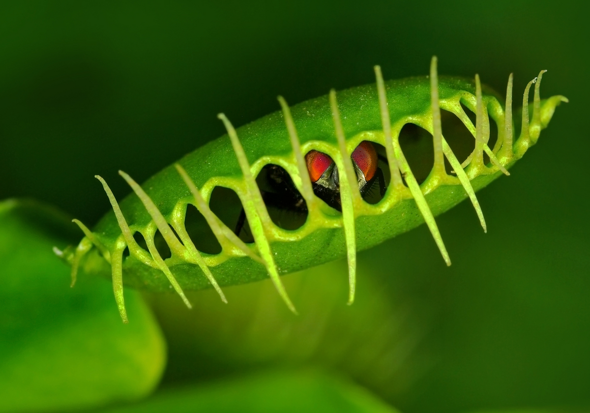 Close-up of a Venus flytrap with a fly caught behind its teeth