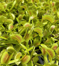Dionaea muscipula 'Typical'