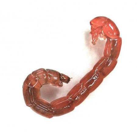Single red bloodworm, the larva of a midge fly, on a white background