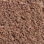 Freeze Dried Bloodworms Food for Carnivorous Plants