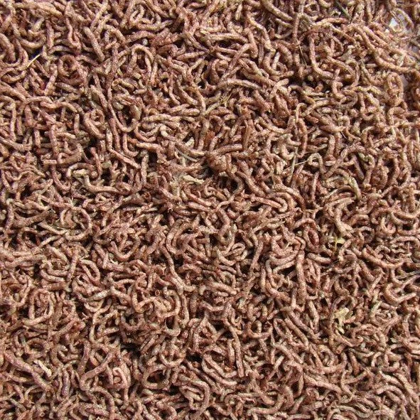 Freeze Dried Bloodworms Food for Carnivorous Plants