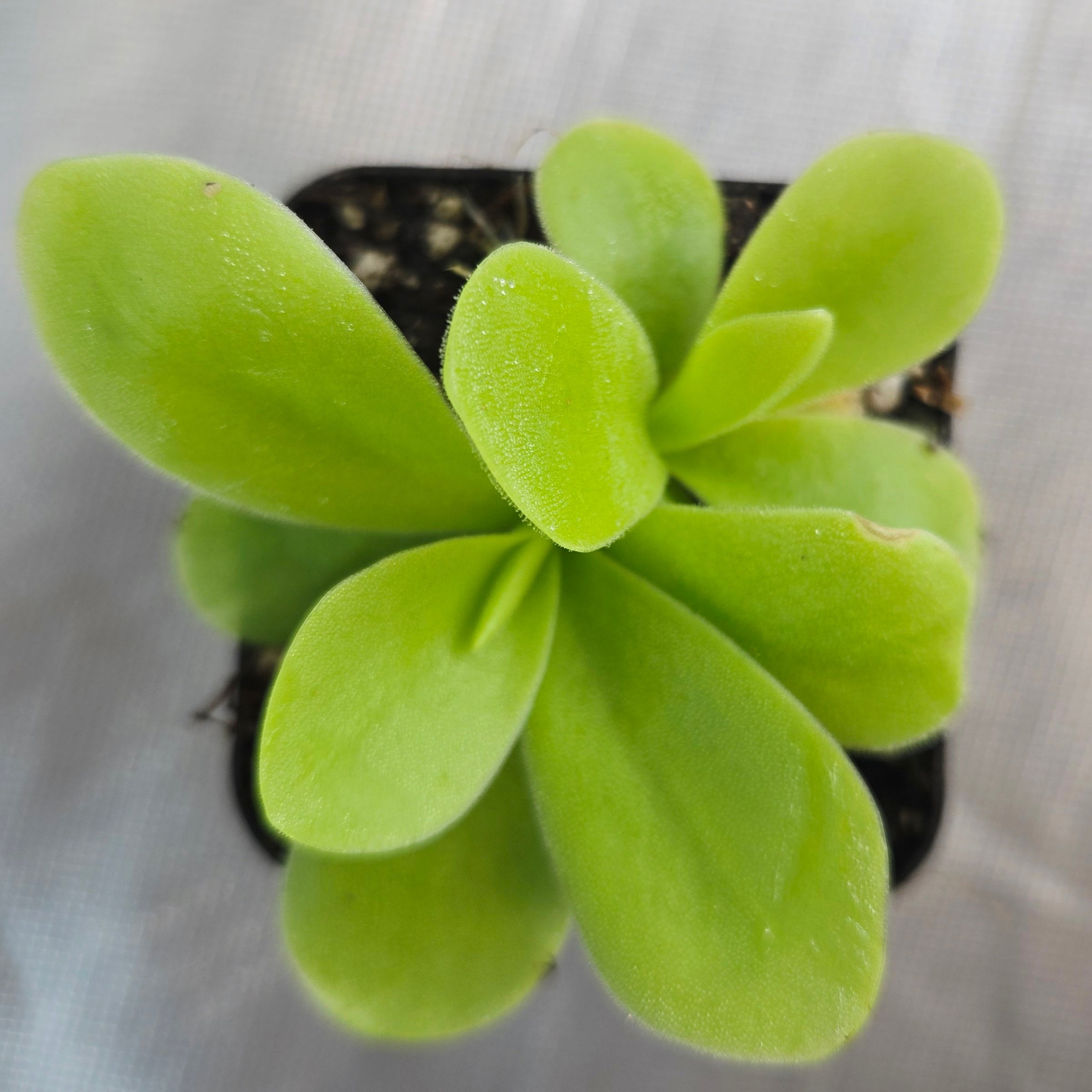 Pinguicula gigantea