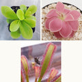 Fungus gnat catcher trio: a lime-green Pinguicula gigantea, a pink Pinguicula 'Weser' butterwort and a Drosera capensis sundew leaf holding a caught fly