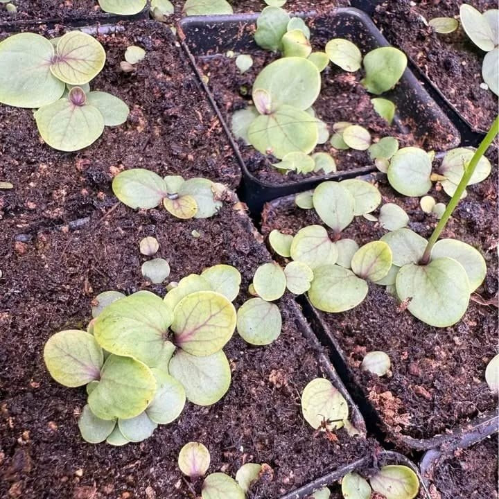 Small plugs of U. calycifida freshly repotted and given room to spread.